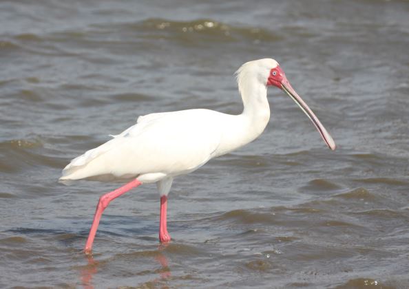 Af_Spoonbill