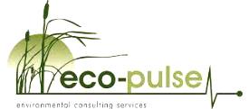 eco-pulse logo